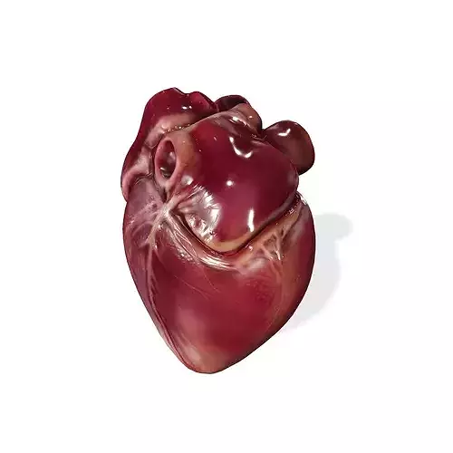Anatomy Heart Lungs Throat Human Nerve