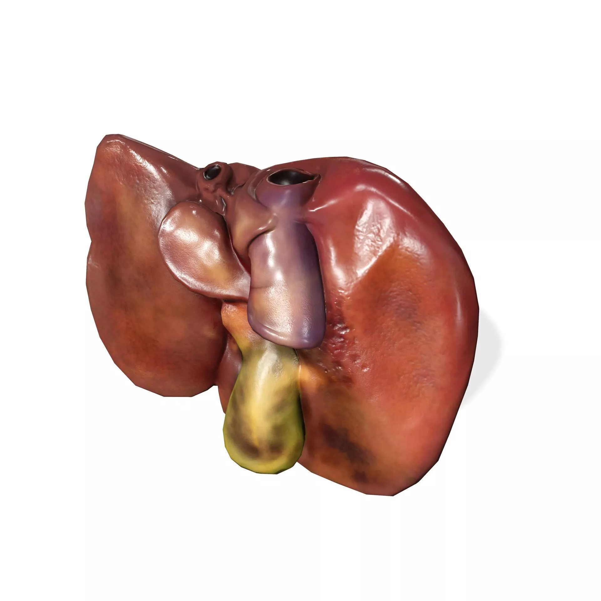 LIVER ANATOMY HEART LUNGS THROAT HUMAN Z NERVE 3D print model
