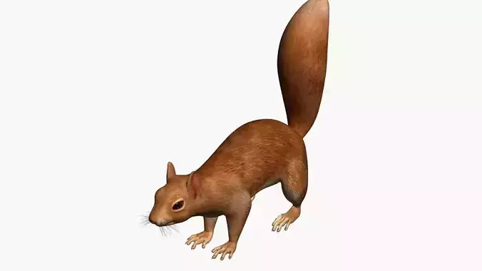 Squirrel Rigged and Textured
