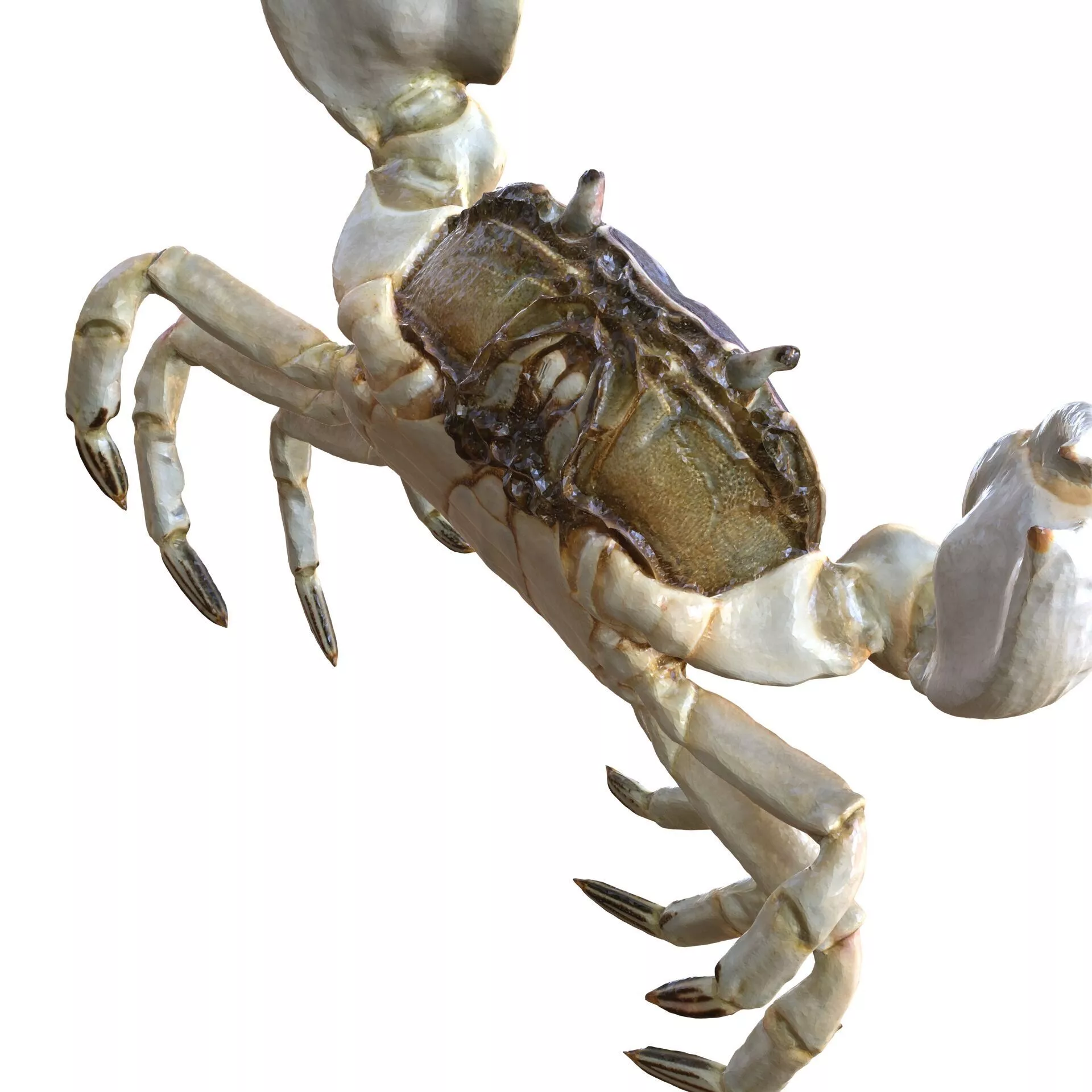 CRAB CRUSTACEOUS CRAB AMPHIBIAN TADPOLE ANATOMY 3D print model