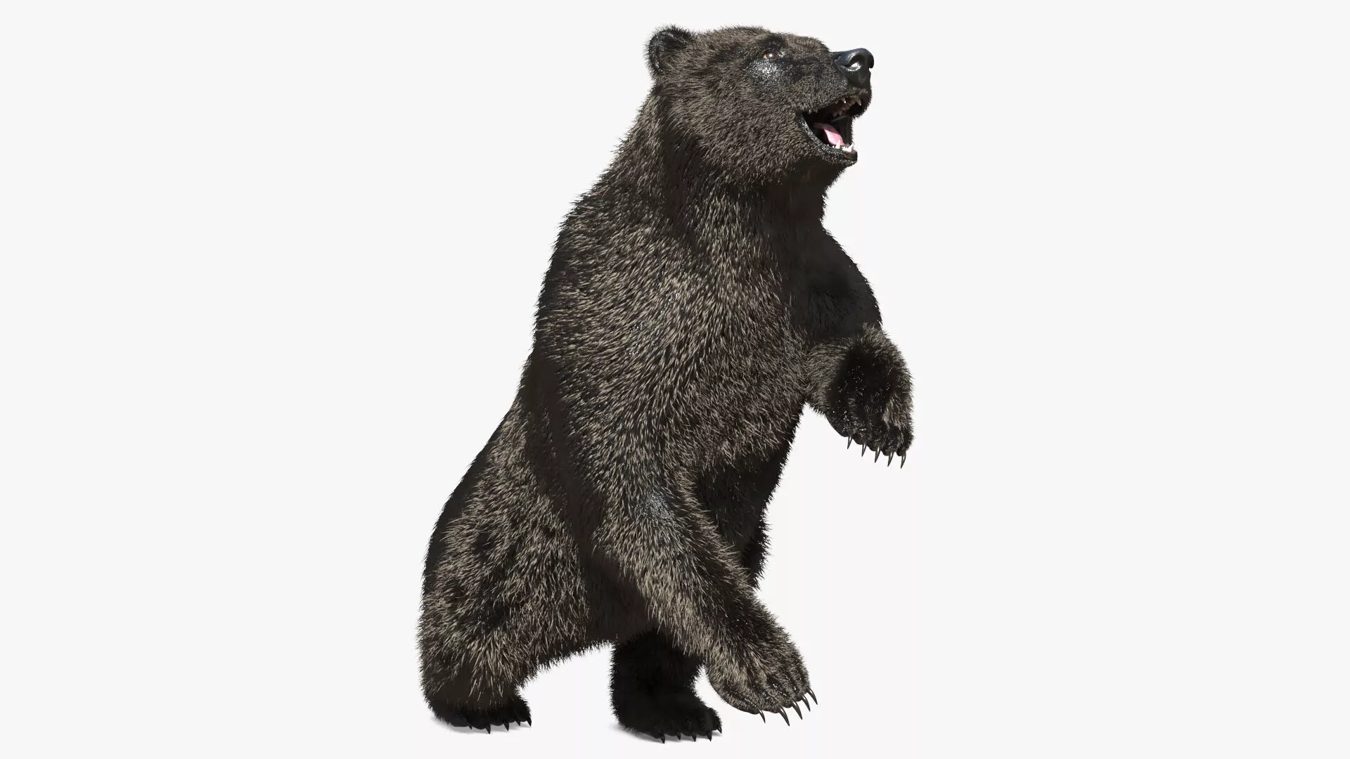 Realistic Grizzly Bear Idle Stance Dark Brown Fur Rigged 3D model