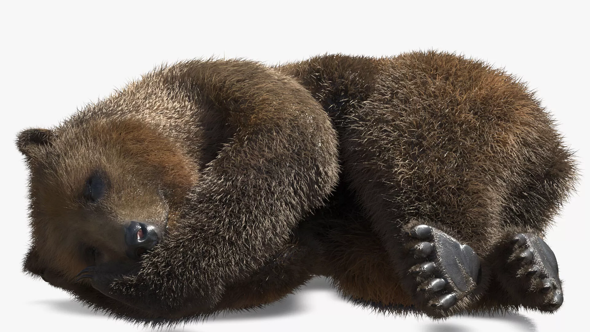 Sleeping Pose Brown Bear Fur 3D model