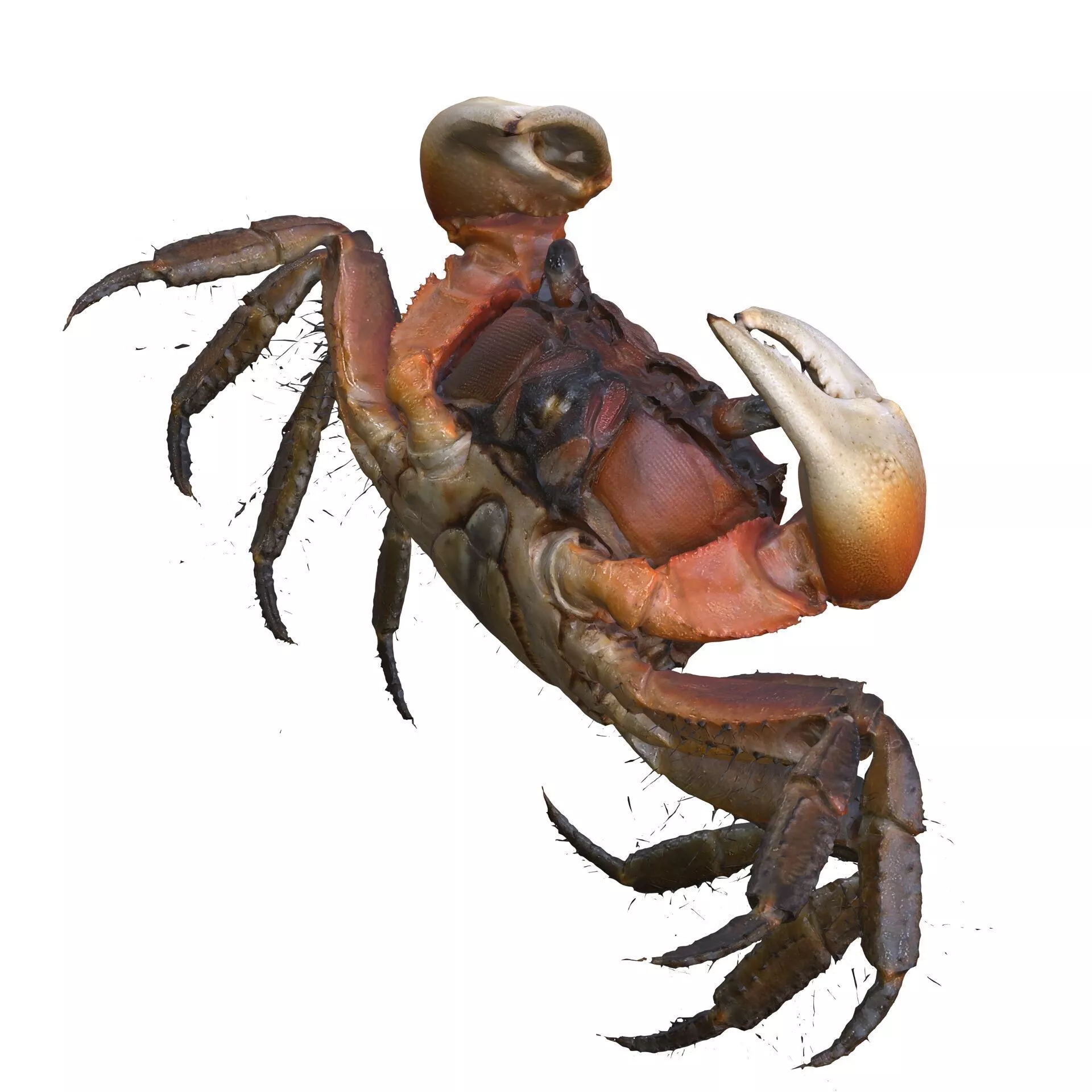 CRAB CRUSTACEOUS AMPHIBIAN TADPOLE ANATOMY 3D print model