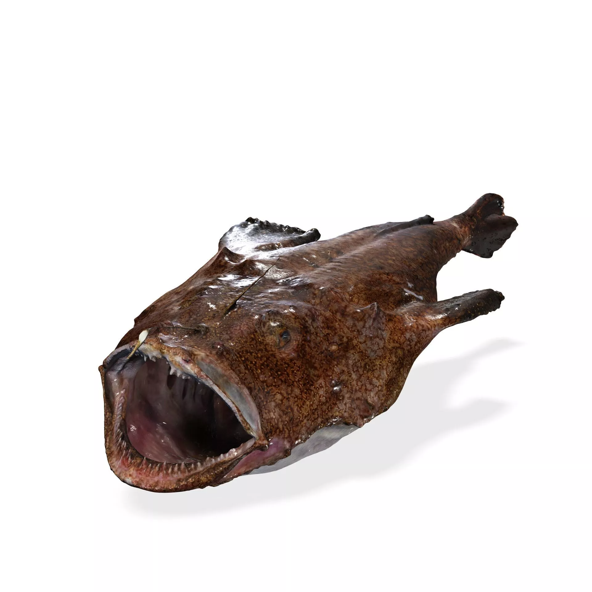 RAPE CARP SHARK FISH 3D ANIMATED SALMON TUNA 3D print model