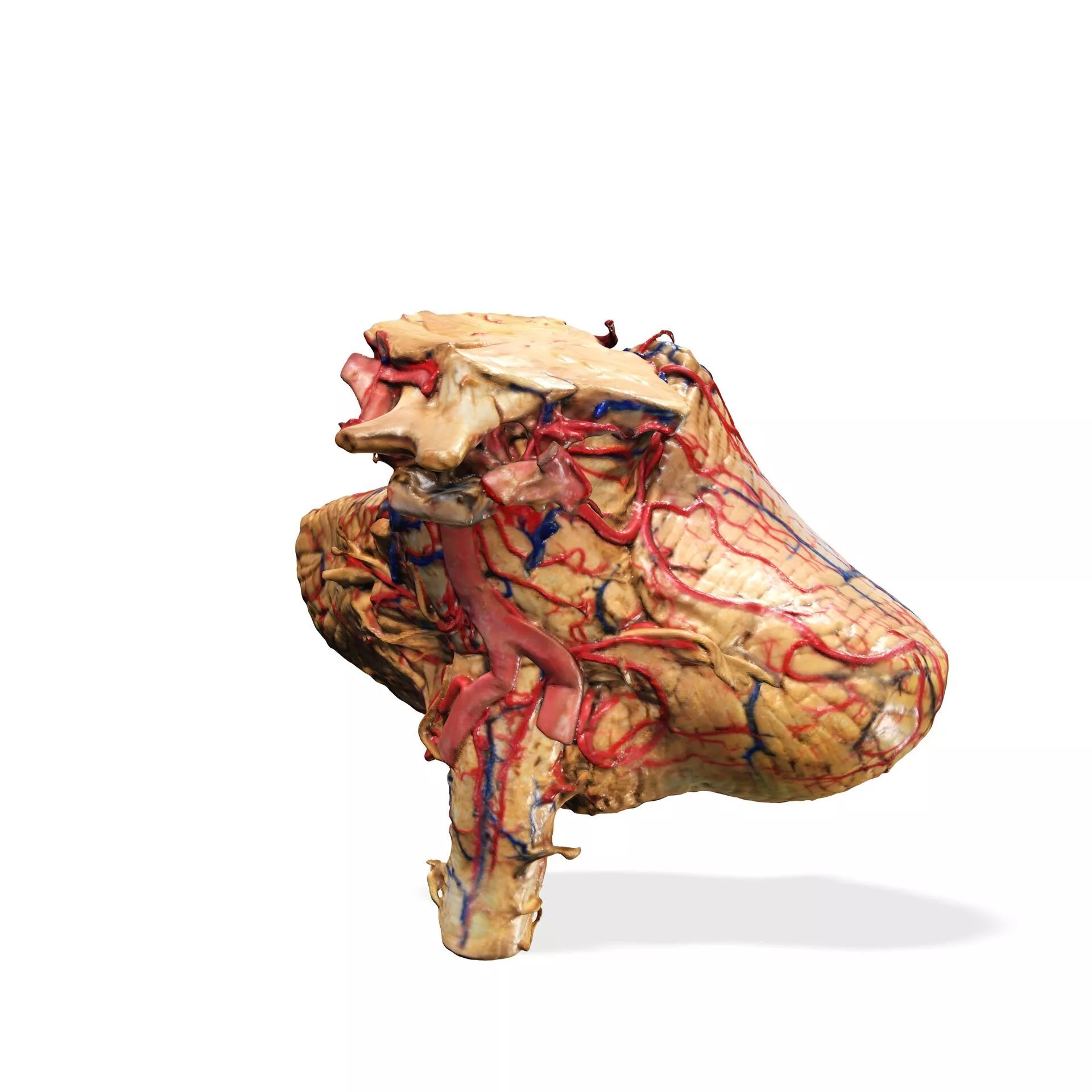 Cerebellum Injected SKULL Gargantuan Skull HEAD BRAIN 3D print model