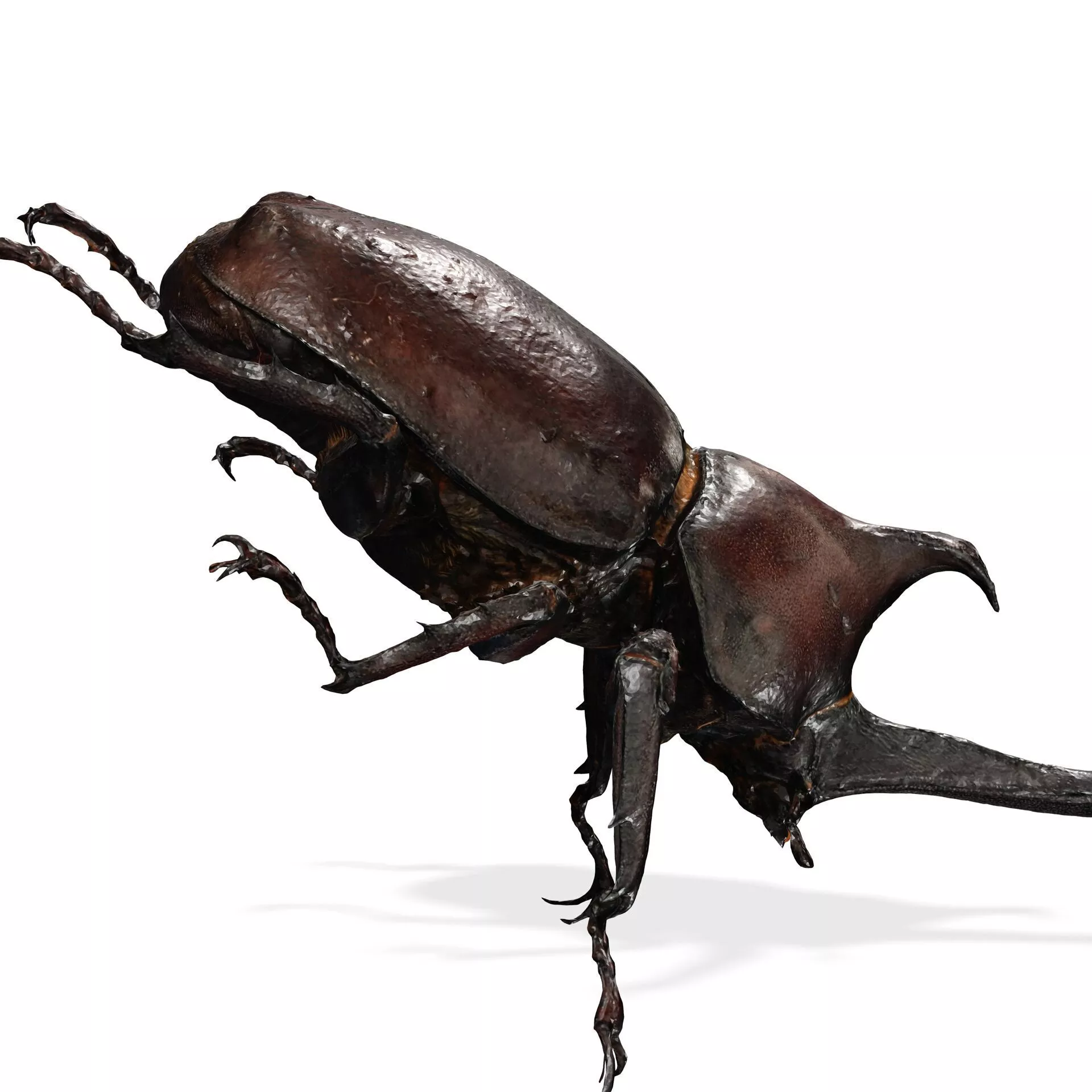BEETLE Blaps Mortisaga AMPHIBIAN BEETLE INSECT BUG ANT ANATOMY 3D print model