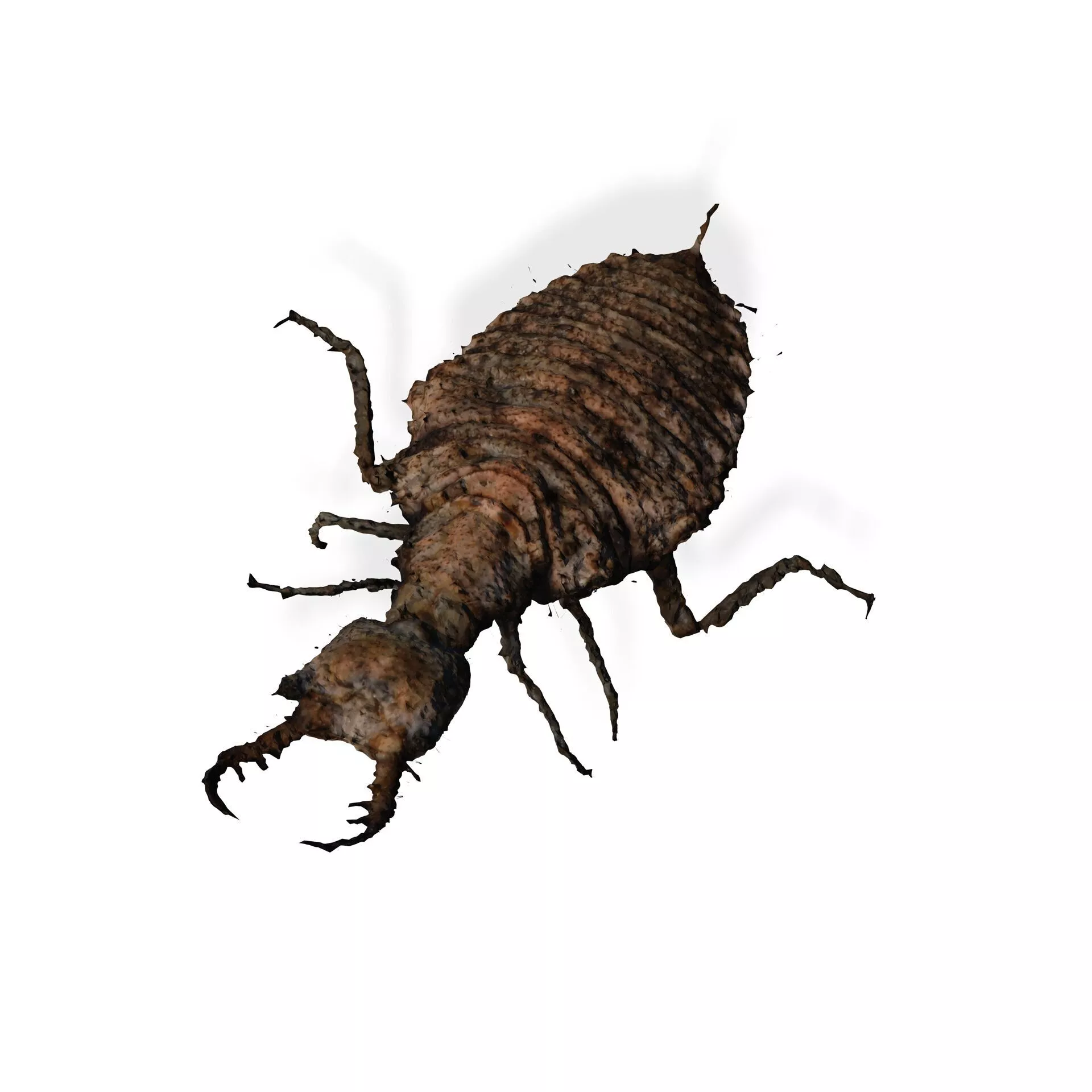 Termite BEETLE Mortisaga AMPHIBIAN BEETLE INSECT BUG ANT ANATOMY 3D print model