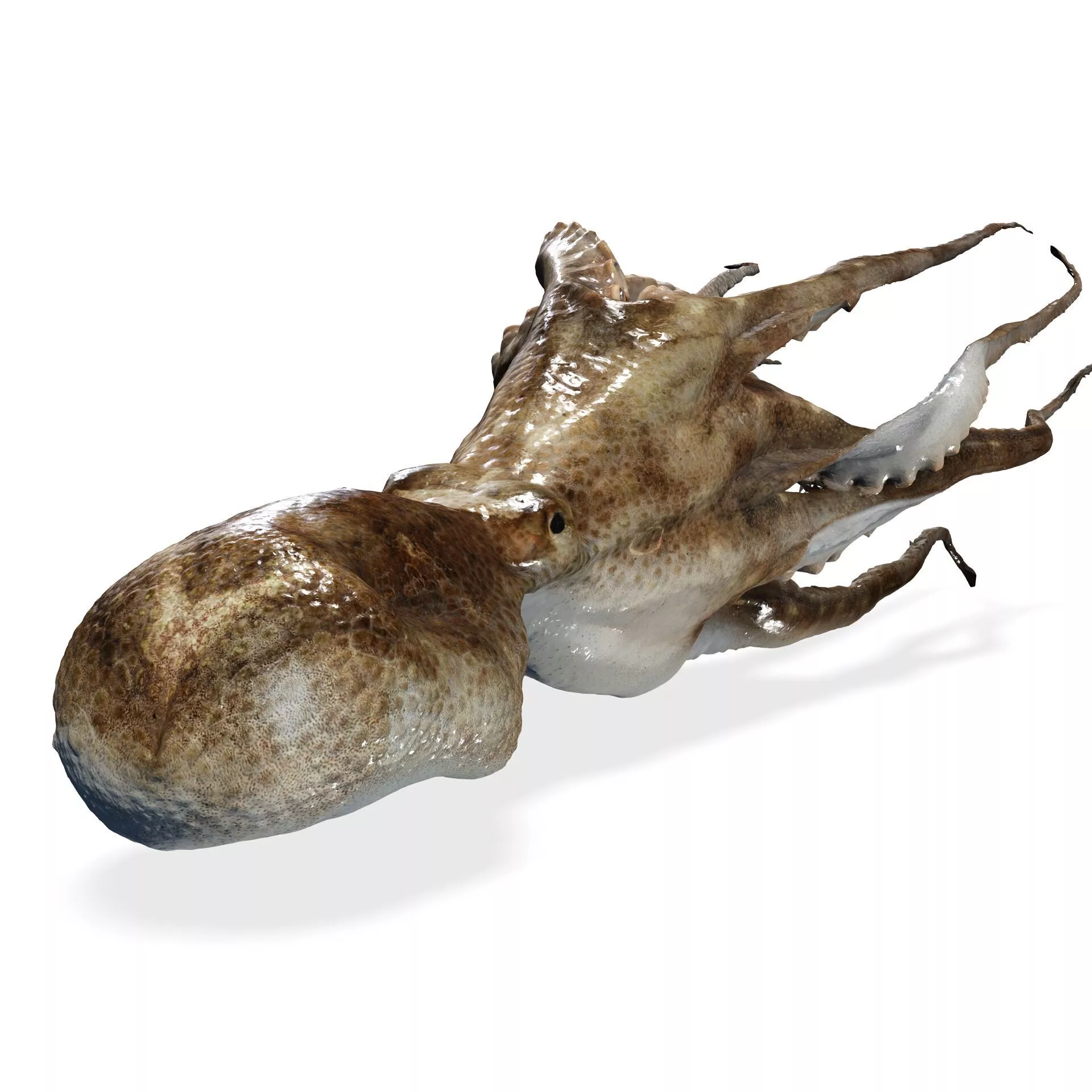Octopus SQUID Octopus Ocellatus FISH AMPHIBIAN ANATOMY 3D print model