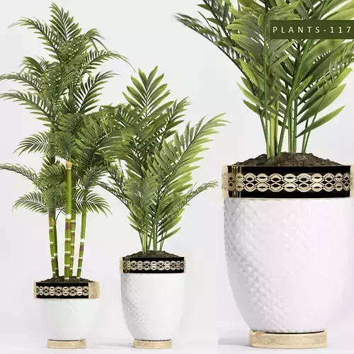 Palm Plants 117