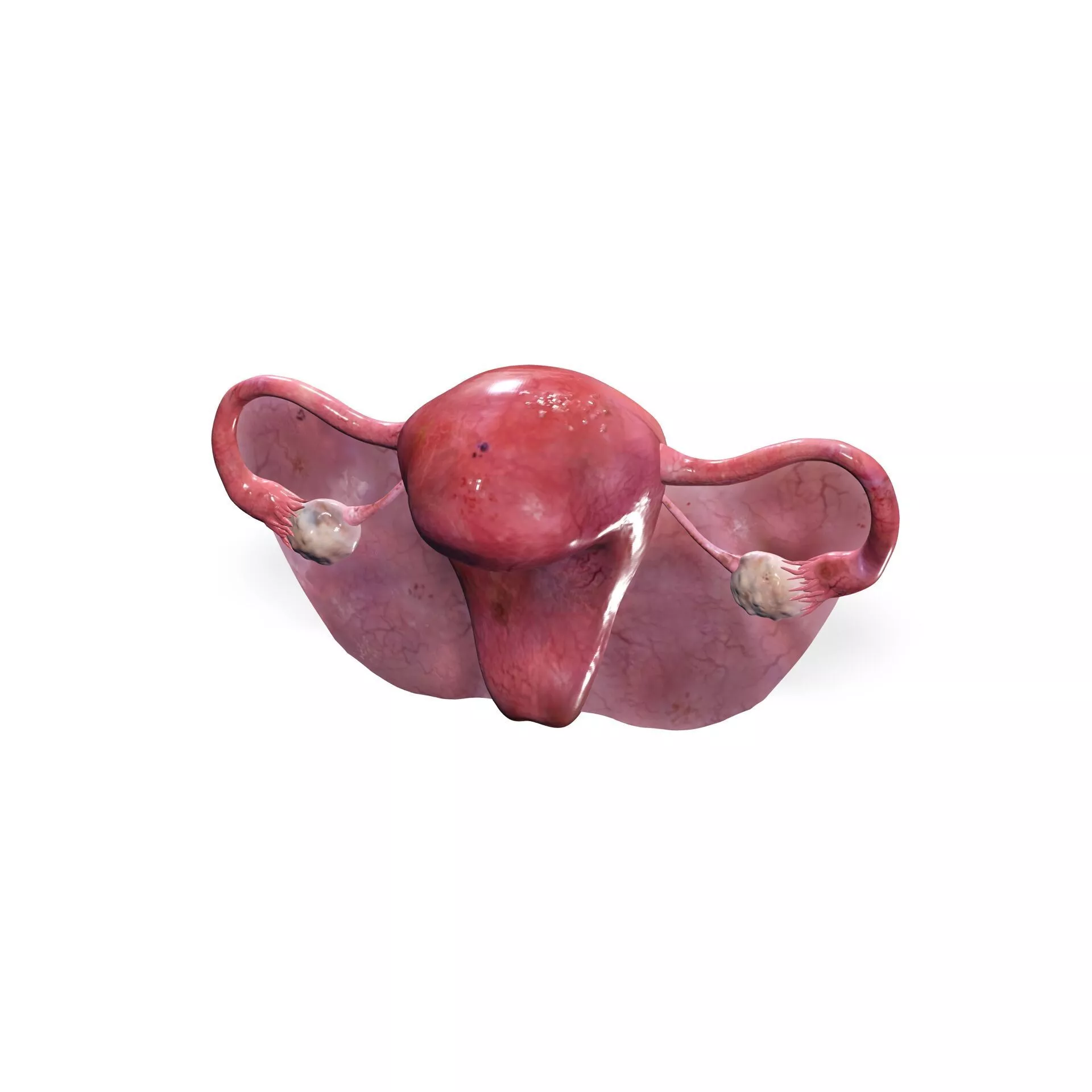 Uterus HUMAN GUTS INTESTINES ANATOMY STOMACH HEART 3D print model