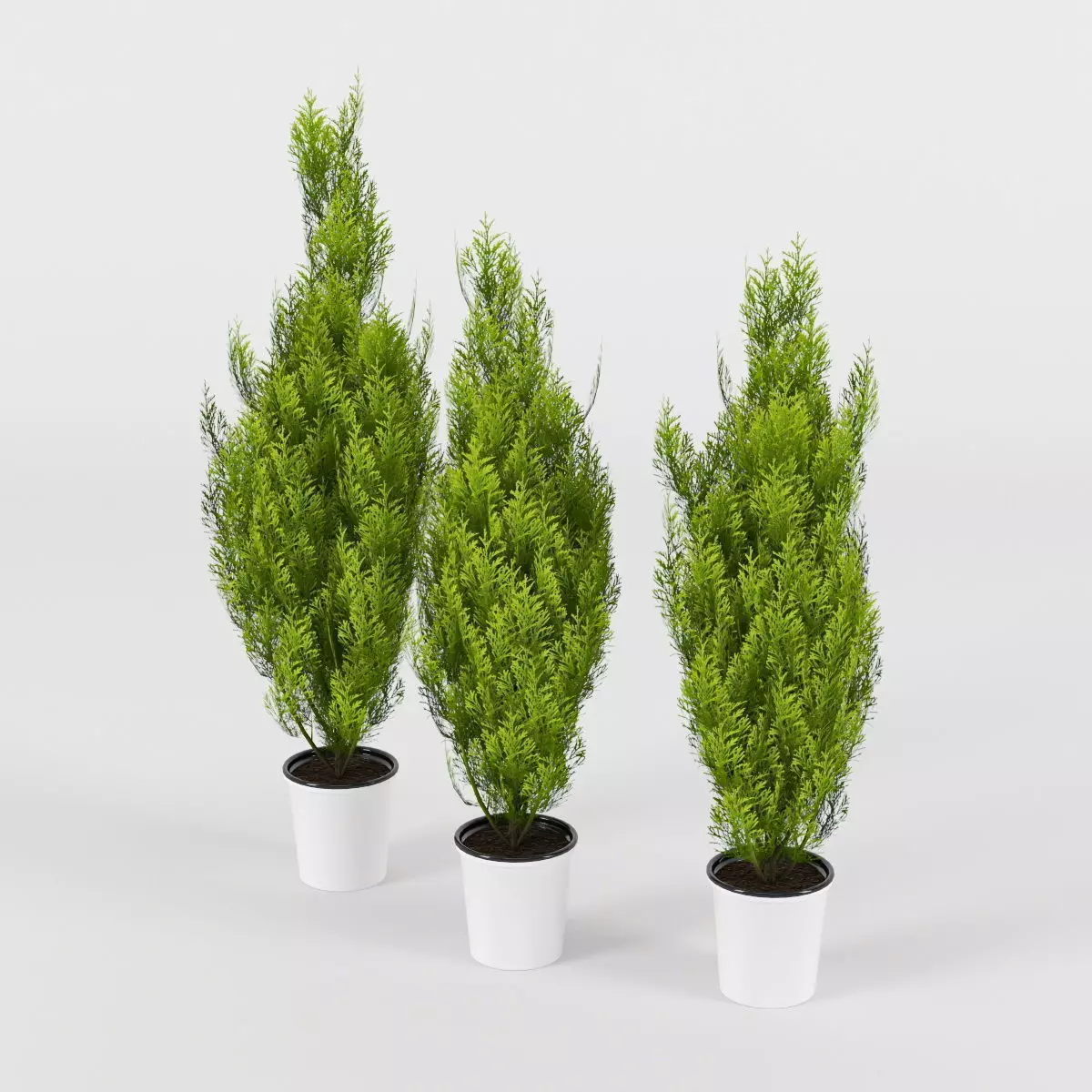 Cupressus Wilma 3D model