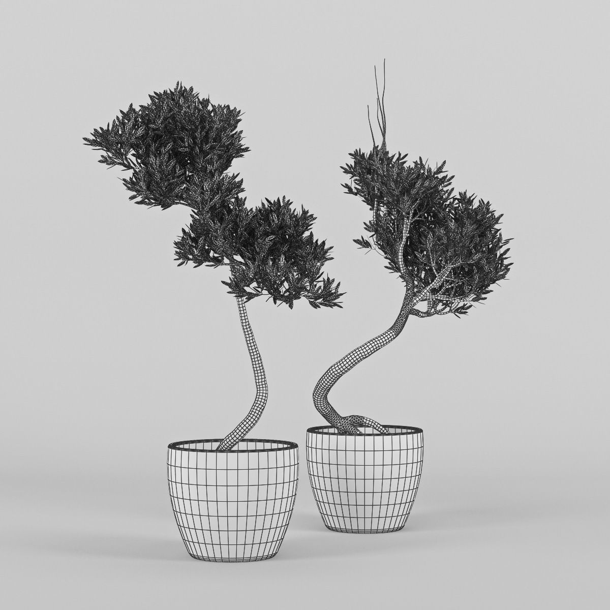 Olive Tree 2 3D model_6