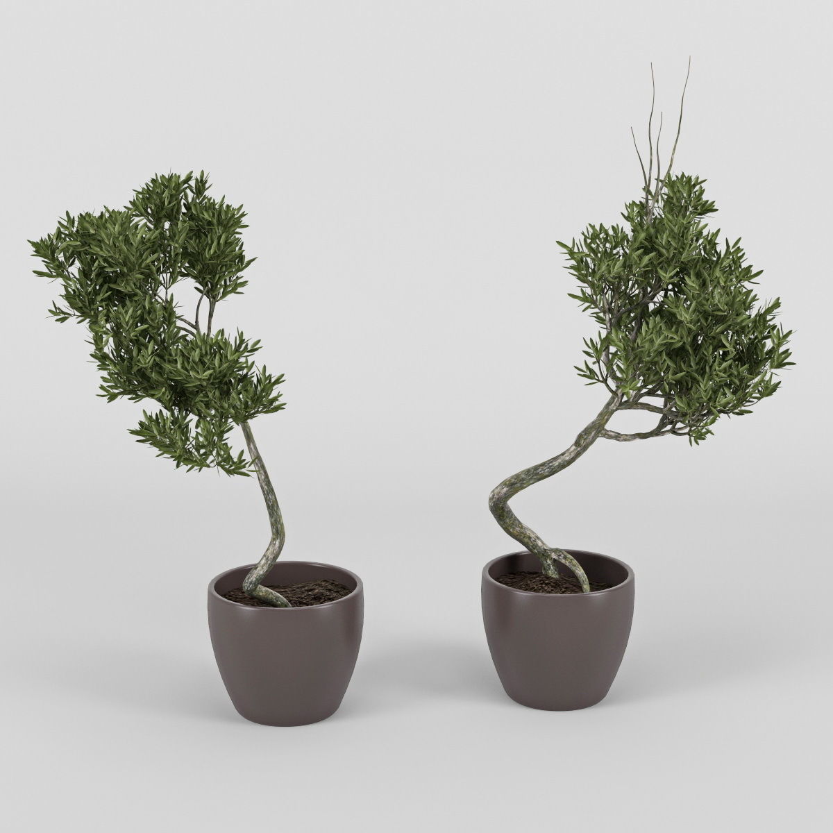 Olive Tree 2 3D model_2