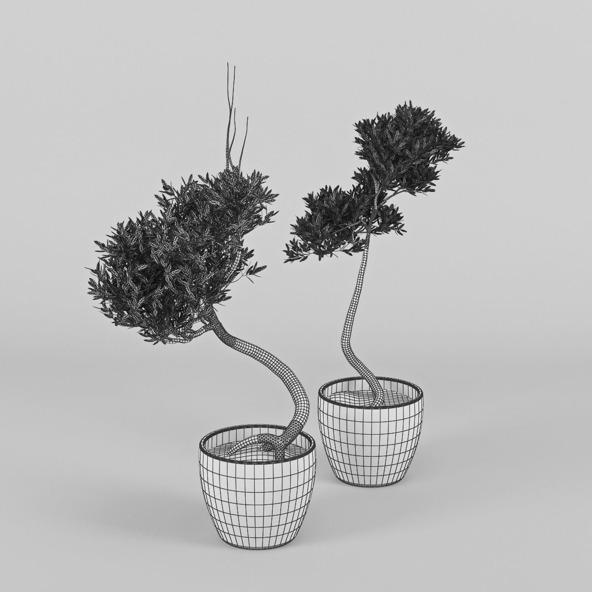 Olive Tree 2 3D model_7