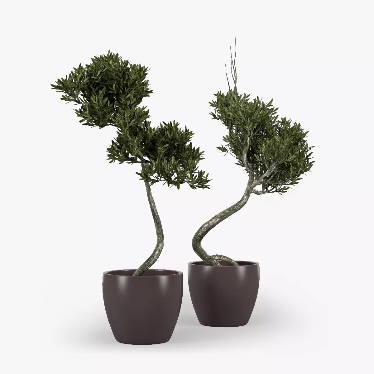Olive Tree 2 3D model_0