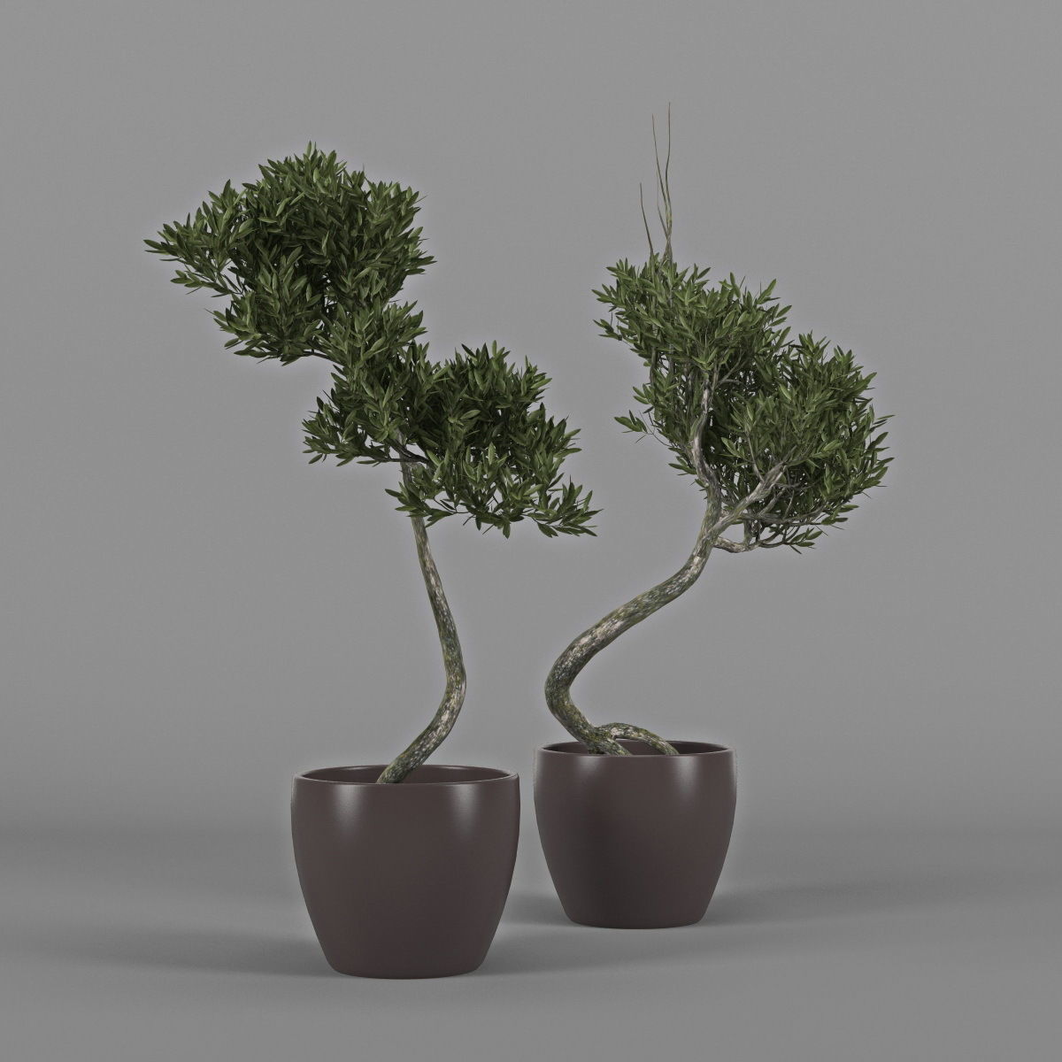 Olive Tree 2 3D model_5