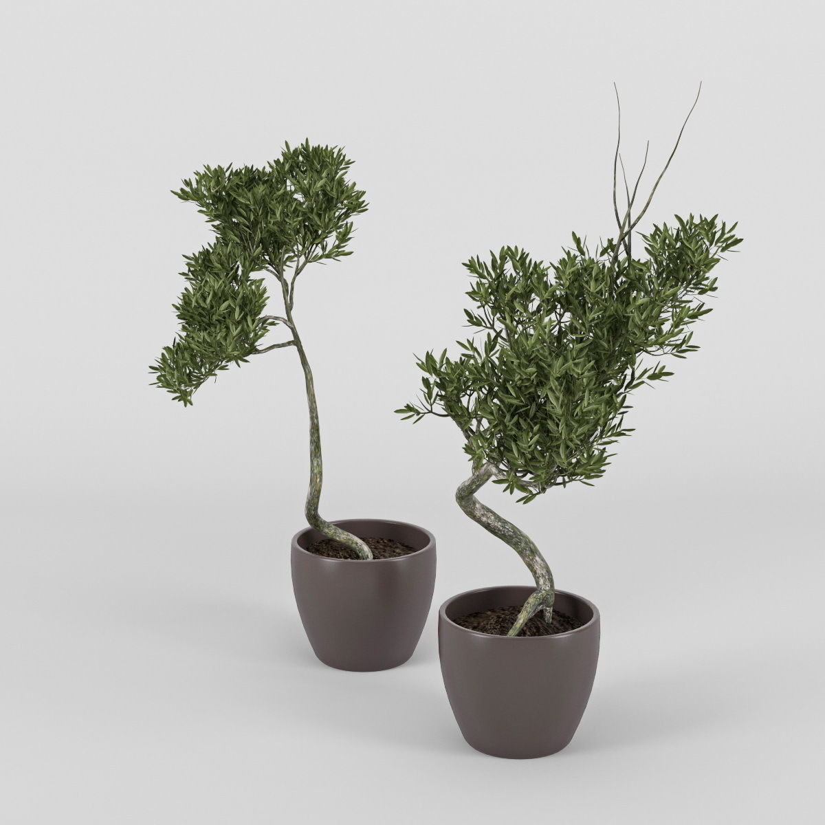 Olive Tree 2 3D model_4