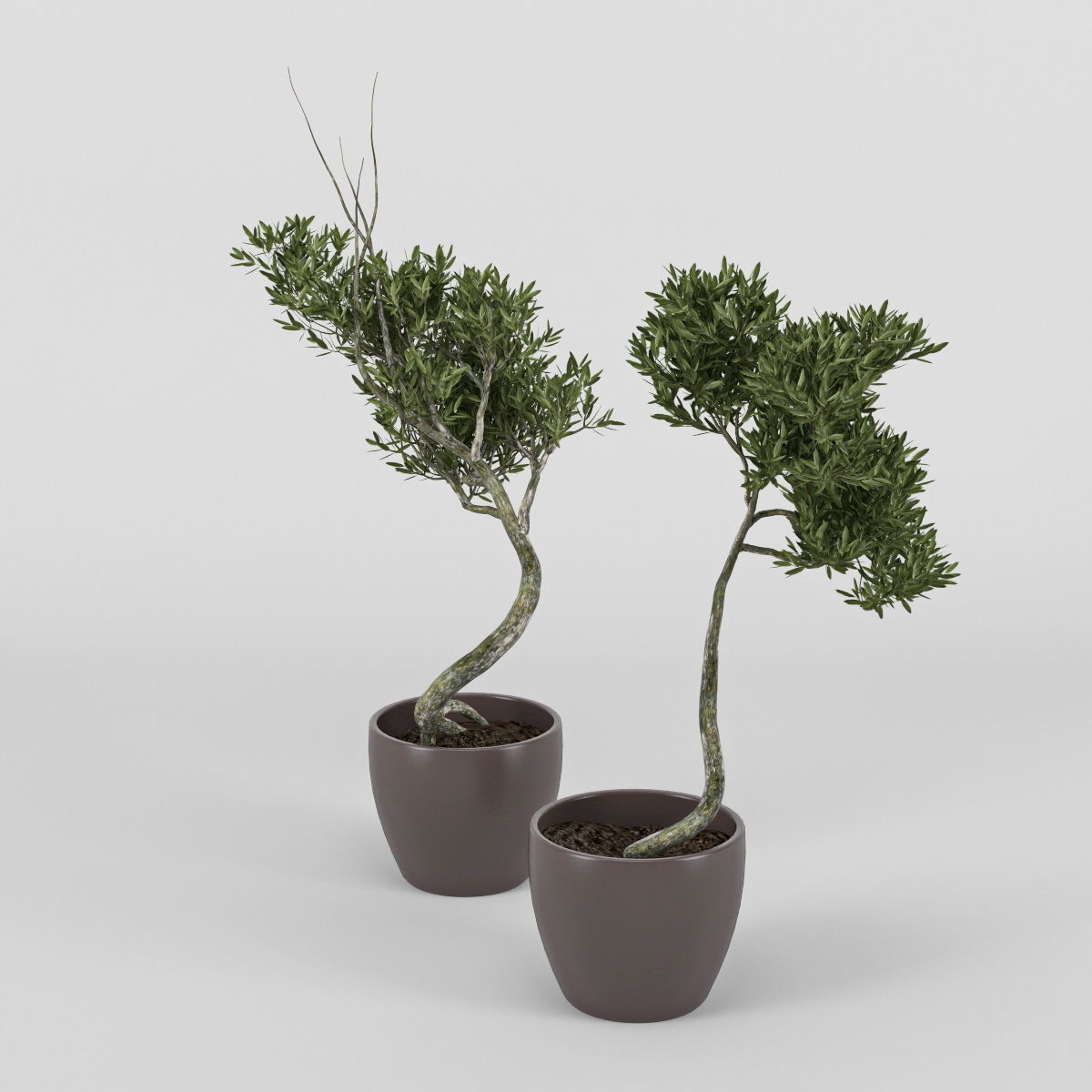 Olive Tree 2 3D model_1
