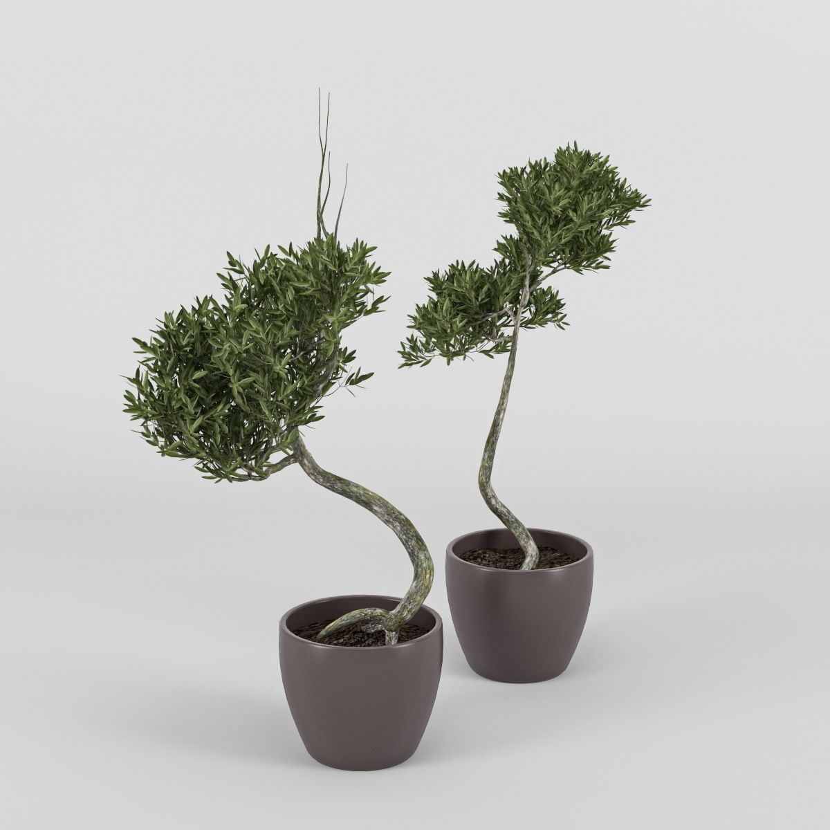 Olive Tree 2 3D model_3