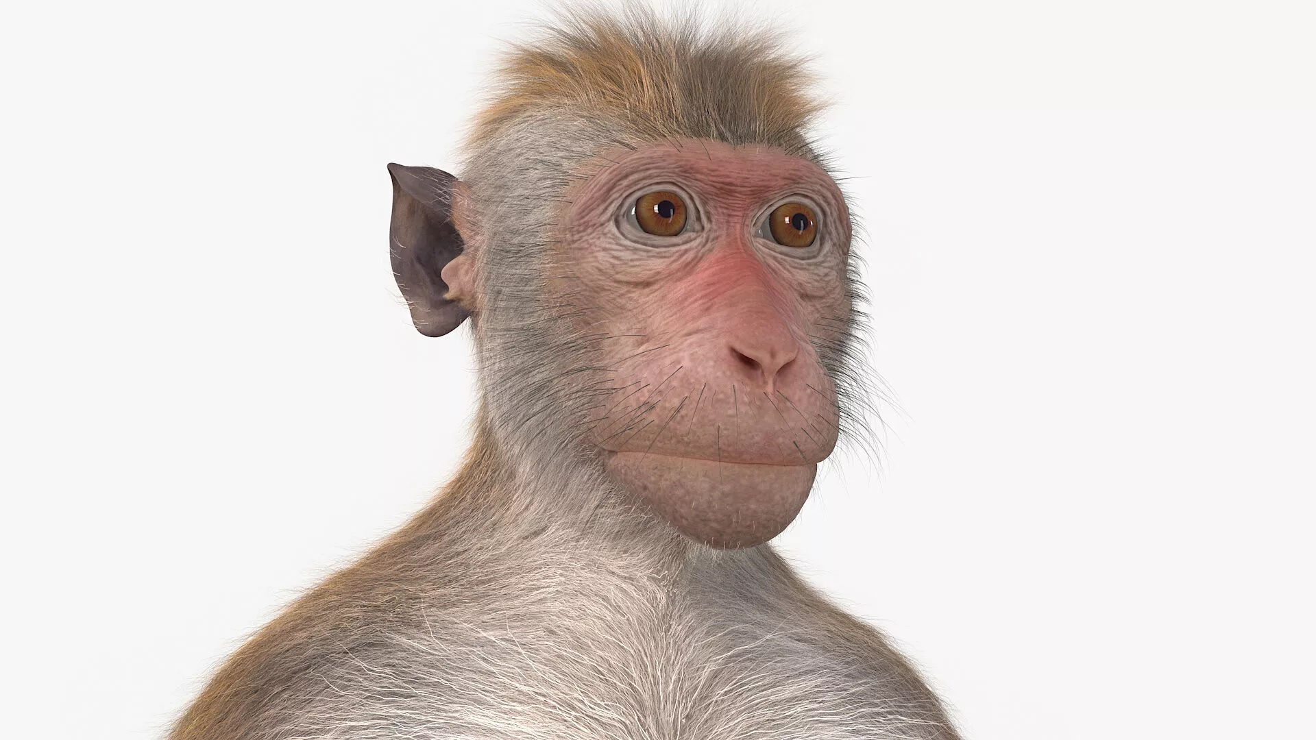 Wild Rhesus Monkey Light Brown Fur 3D model