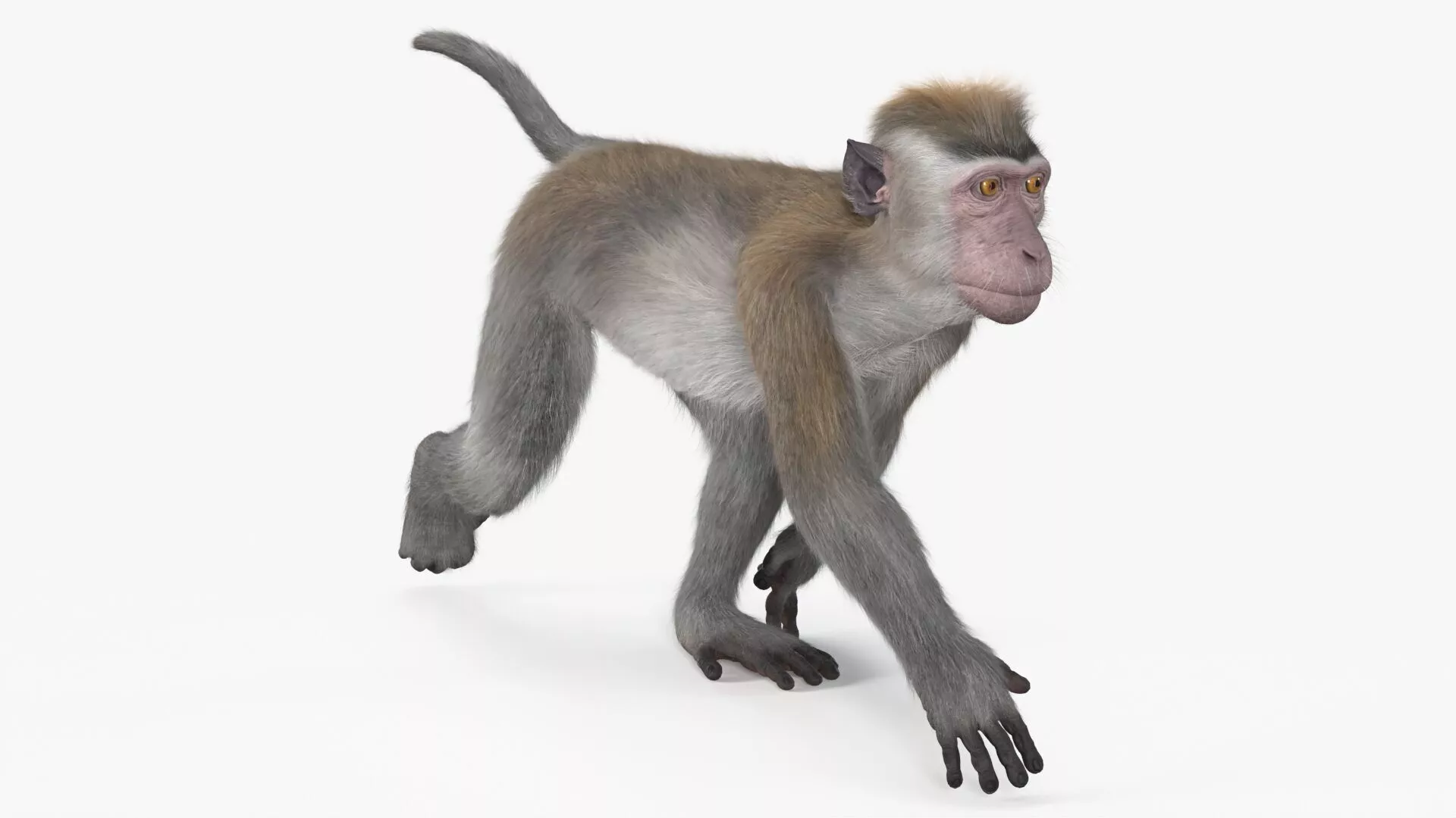 Walking Rhesus Macaque Monkey Gray Fur 3D model