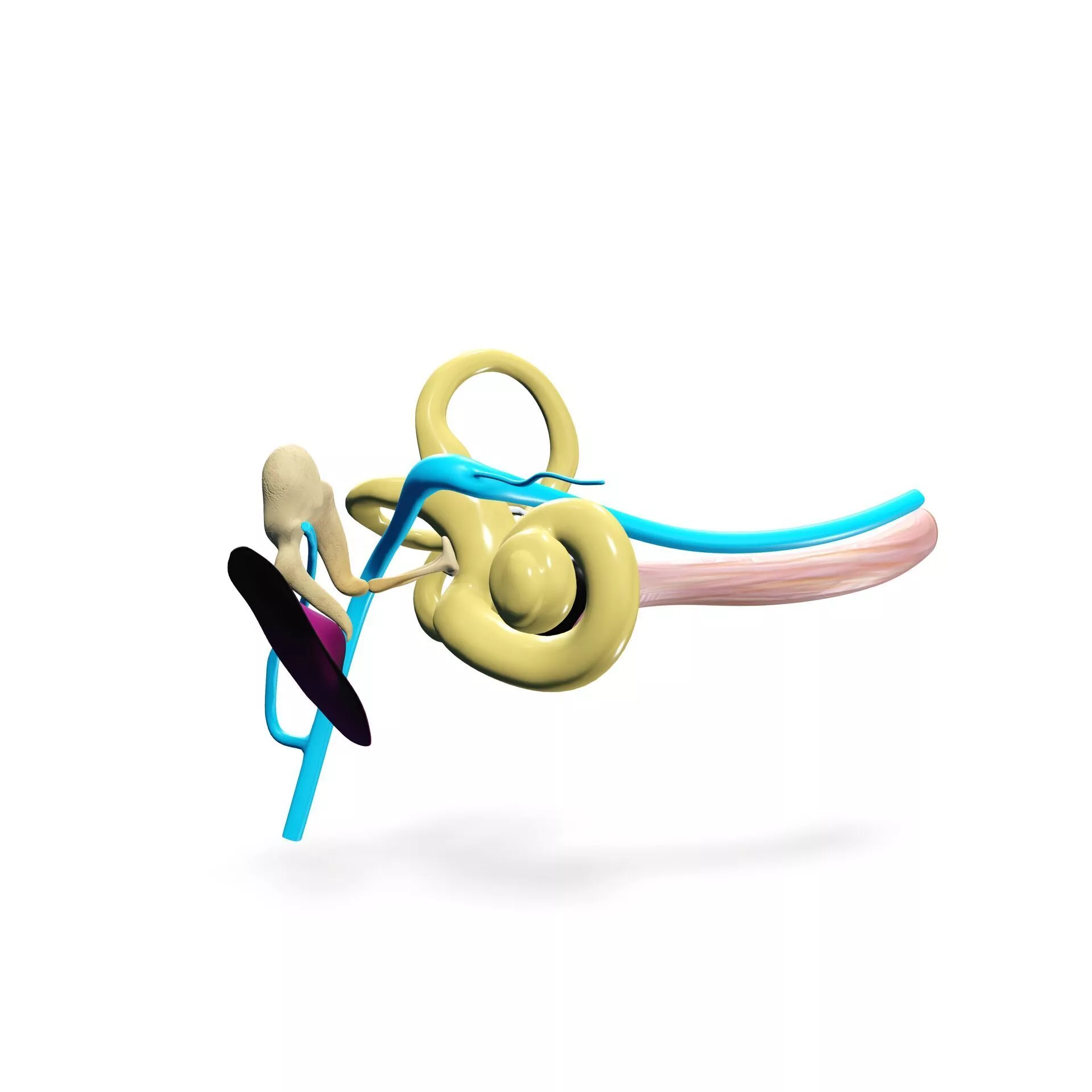 EAR Choclea SKELETON HUMAN ANATOMY Choclea 3D print model