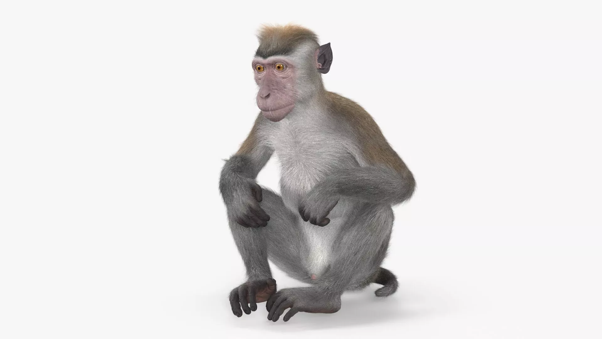 Sitting Rhesus Macaque Monkey Gray Fur 3D model