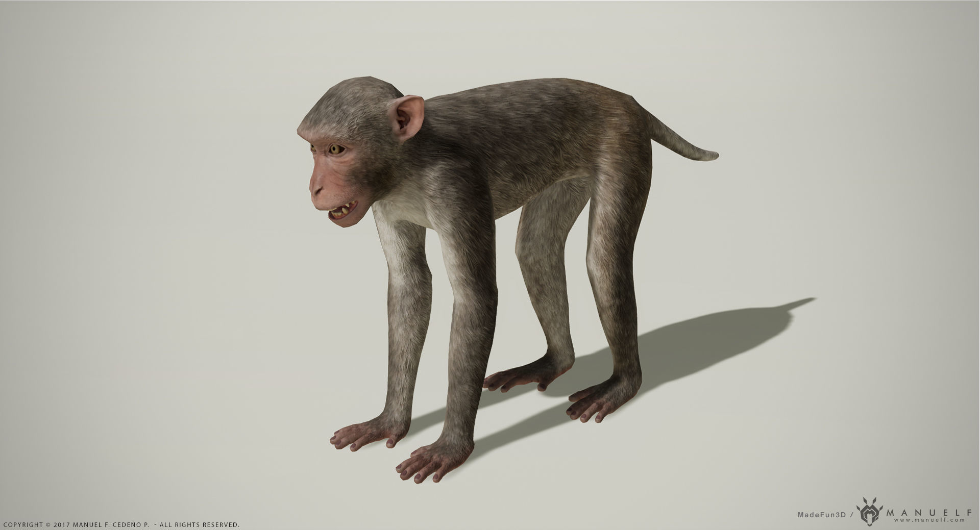 Rhesus Macaque 3D Monkey - PBR  Low-poly 3D model_7