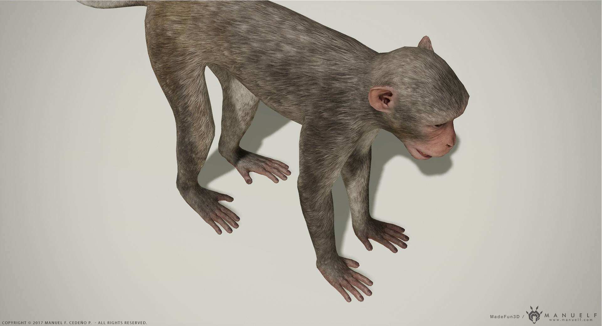 Rhesus Macaque 3D Monkey - PBR  Low-poly 3D model_5