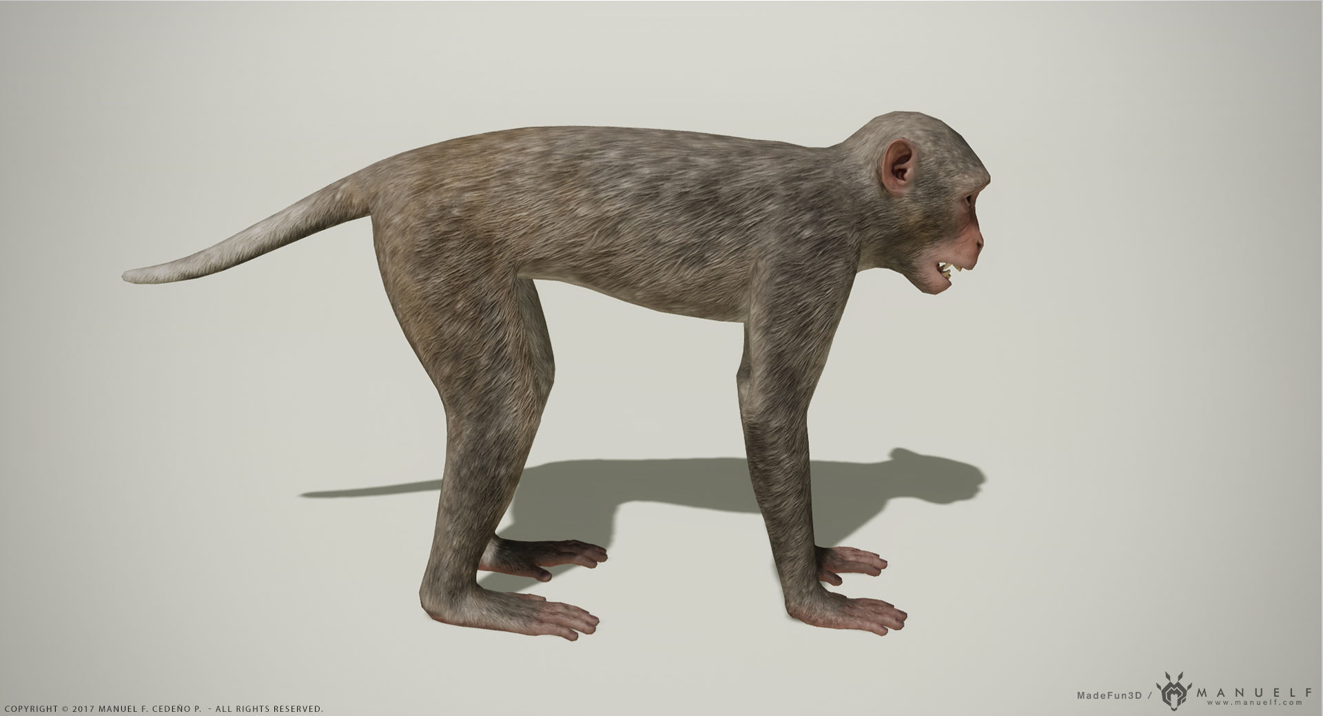 Rhesus Macaque 3D Monkey - PBR  Low-poly 3D model_4