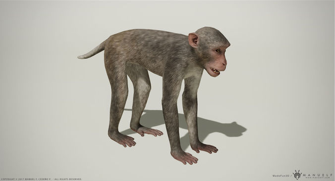 Rhesus Macaque 3D Monkey - PBR  Low-poly 3D model