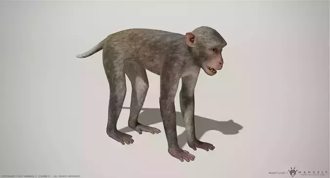 Rhesus Macaque 3D Monkey - PBR  Low-poly 3D model