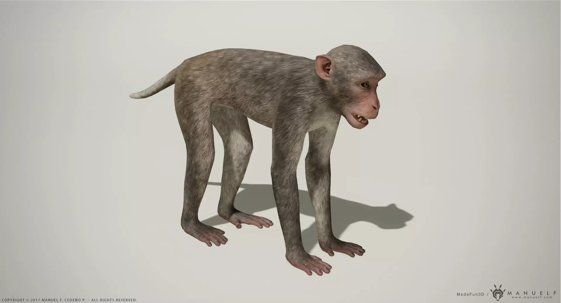 Rhesus Macaque 3D Monkey - PBR  Low-poly 3D model_0