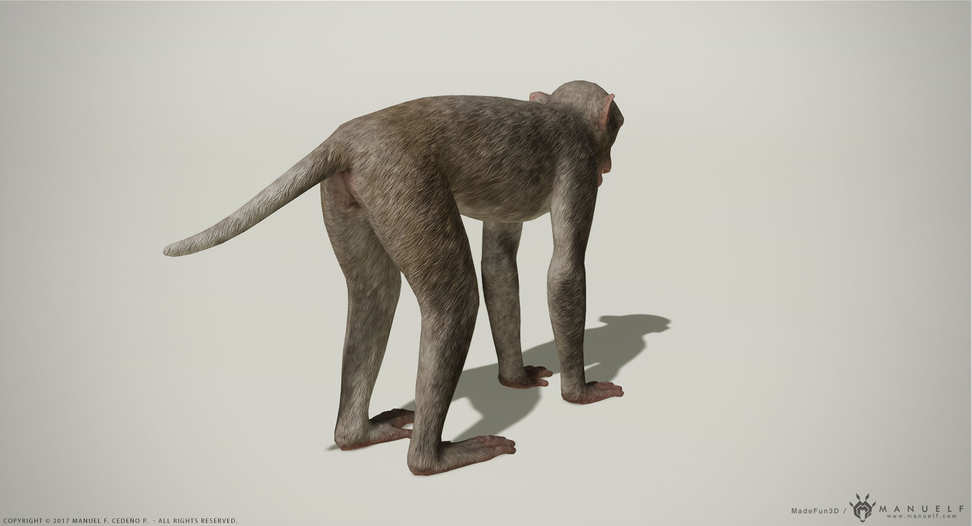 Rhesus Macaque 3D Monkey - PBR  Low-poly 3D model_8