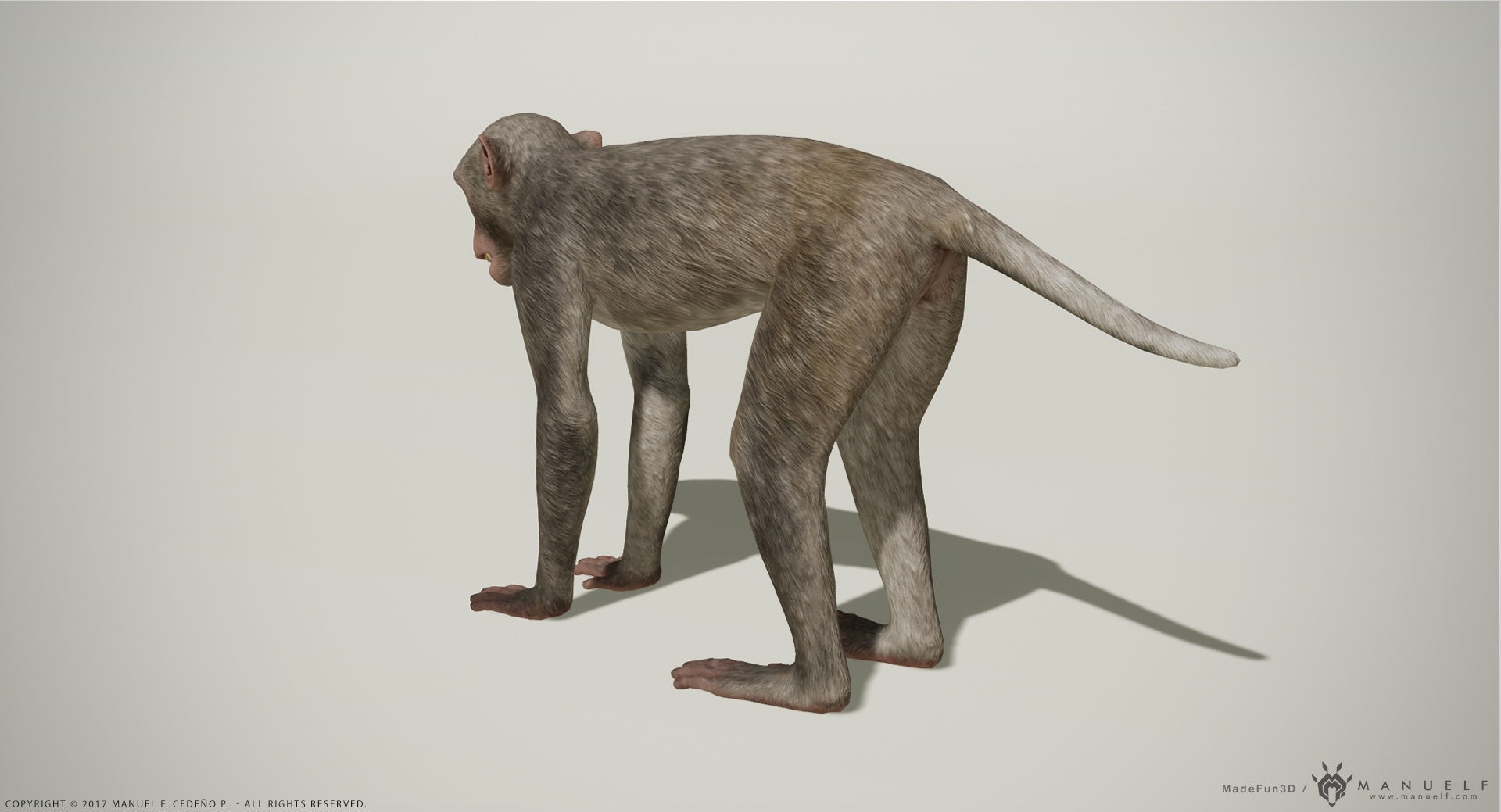 Rhesus Macaque 3D Monkey - PBR  Low-poly 3D model_2