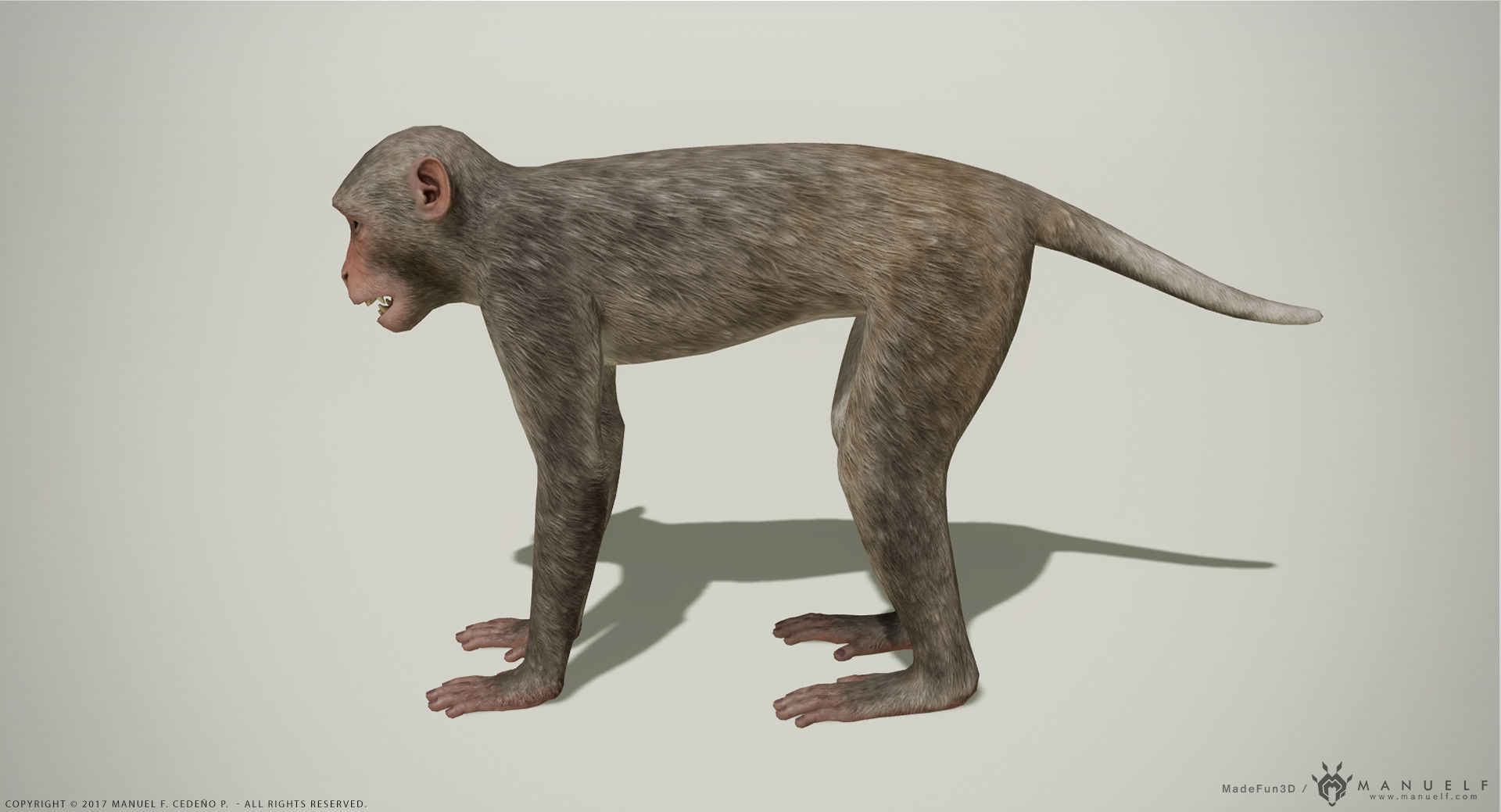 Rhesus Macaque 3D Monkey - PBR  Low-poly 3D model_3