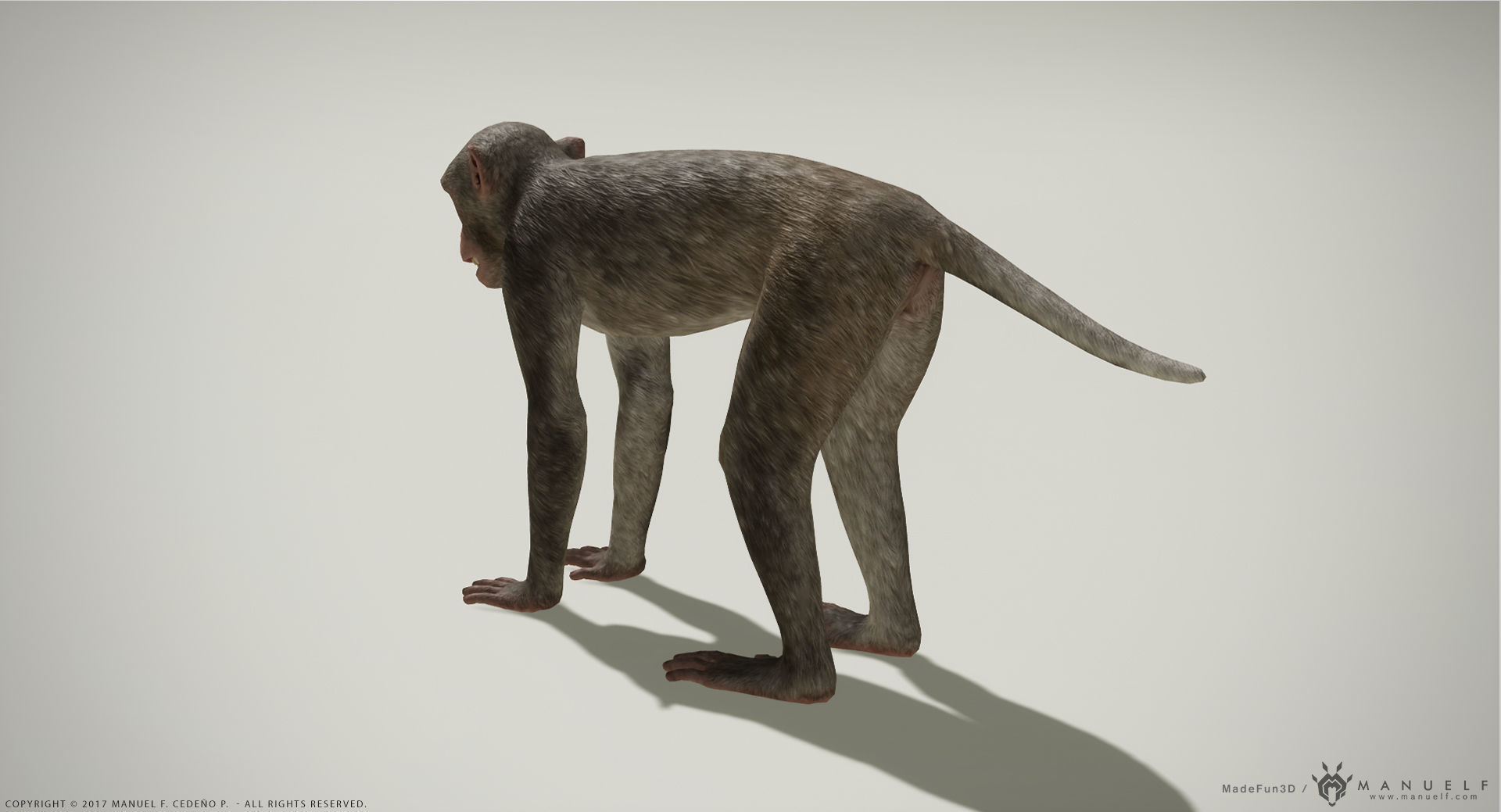 Rhesus Macaque 3D Monkey - PBR  Low-poly 3D model_9
