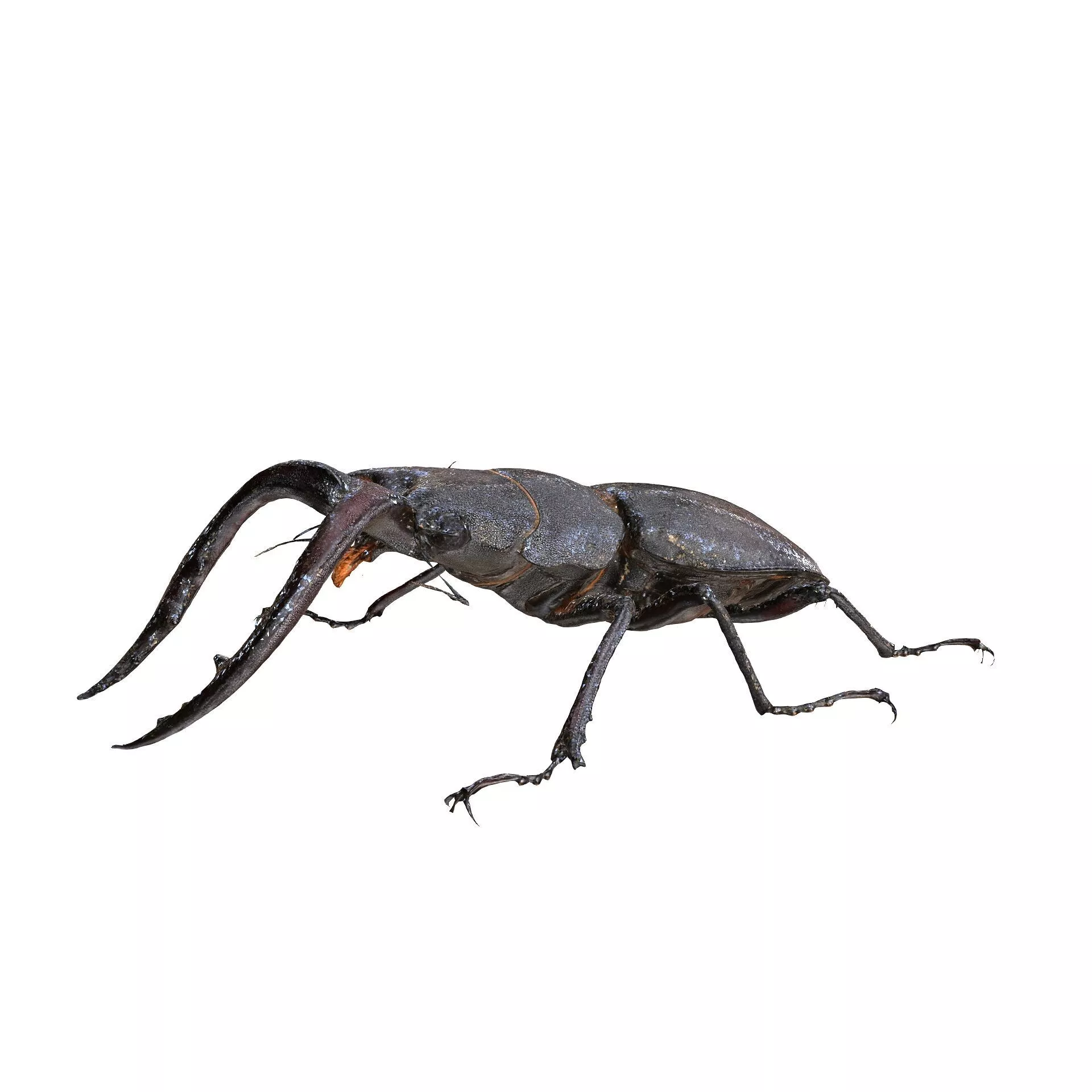 BEETLE Sawtooth Stag Beetle ANATOMY INSECT 3D print model