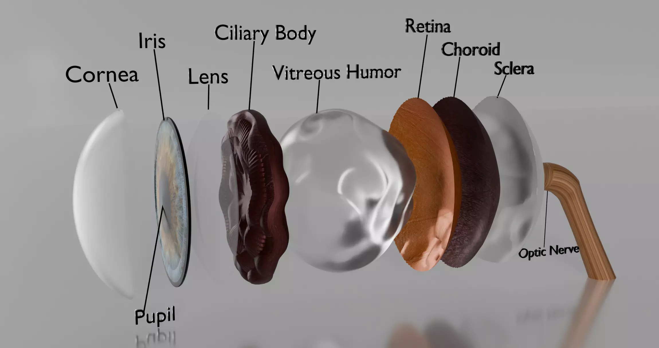 Eye anatomy 3D model