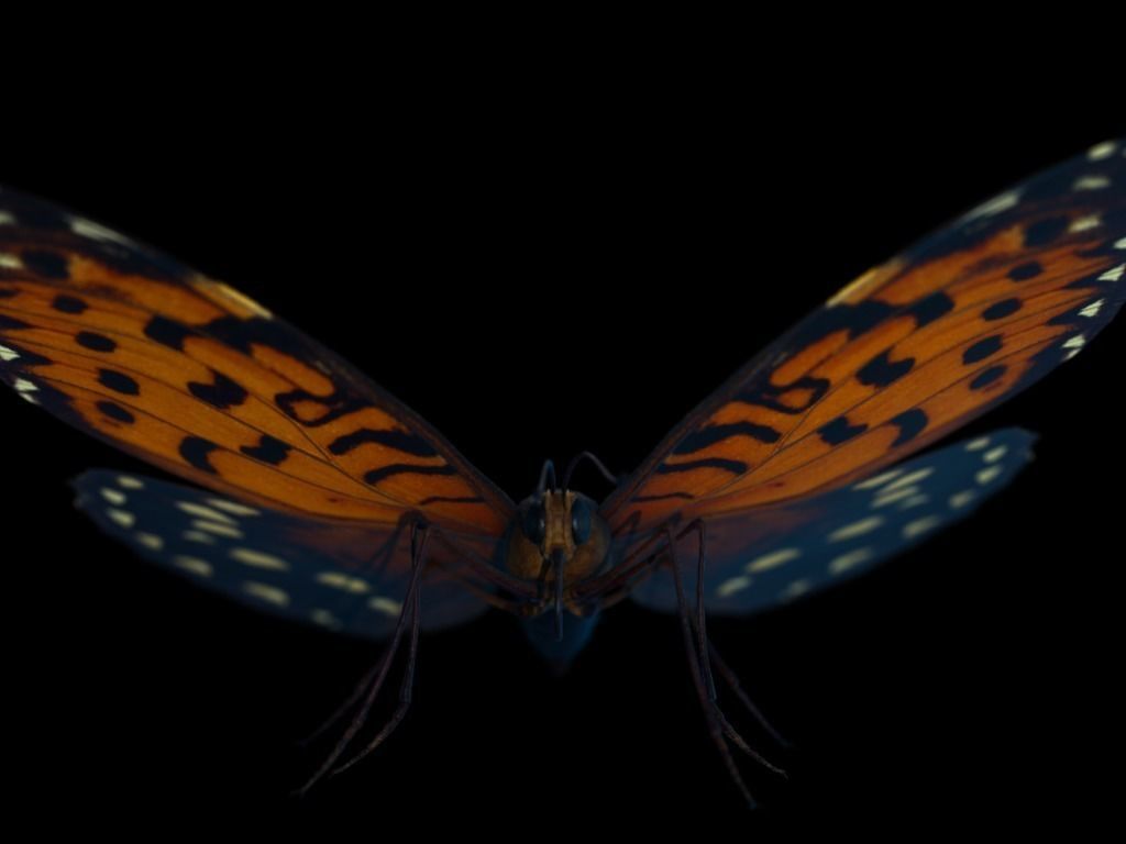 Butterfly Low-poly 3D model_4