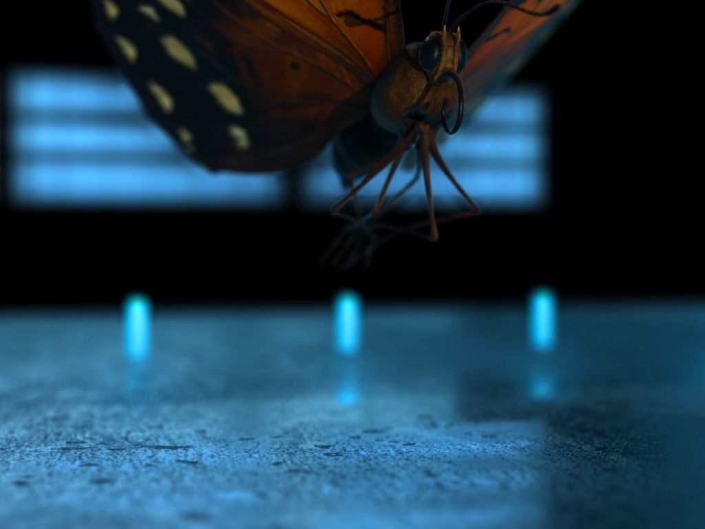Butterfly Low-poly 3D model_20