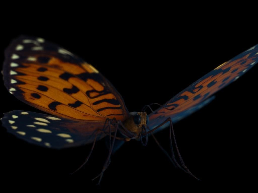 Butterfly Low-poly 3D model_9
