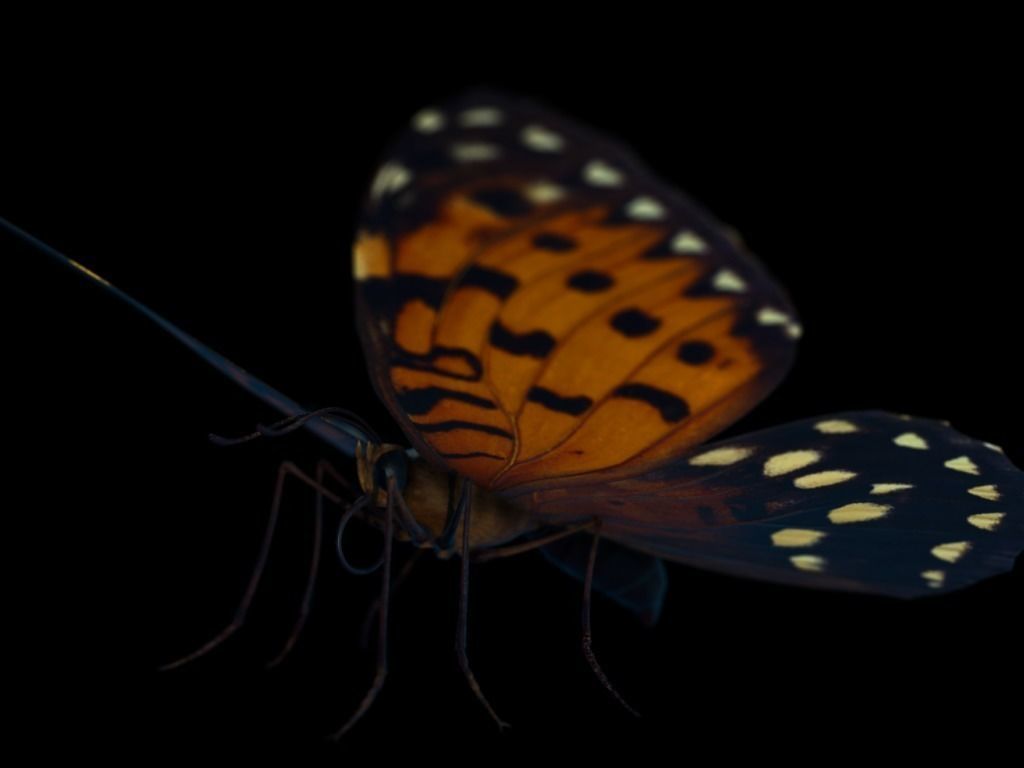 Butterfly Low-poly 3D model_6