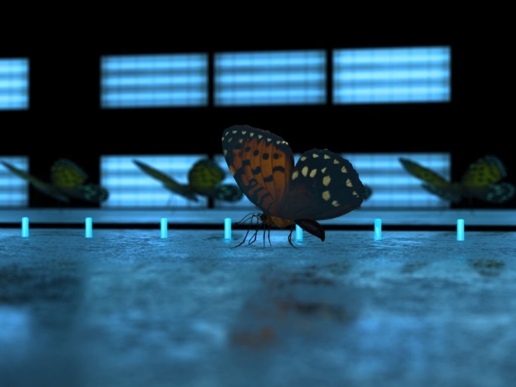 Butterfly Low-poly 3D model_17