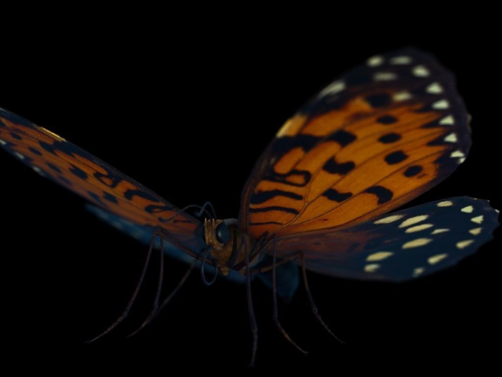 Butterfly Low-poly 3D model_5