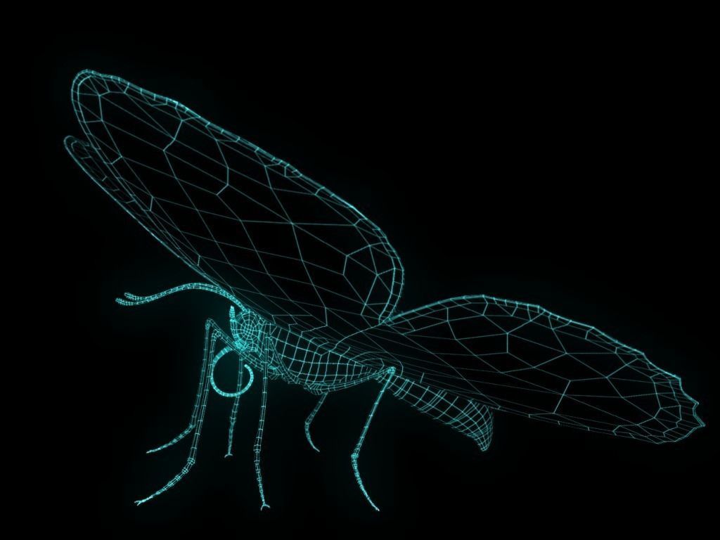 Butterfly Low-poly 3D model_12