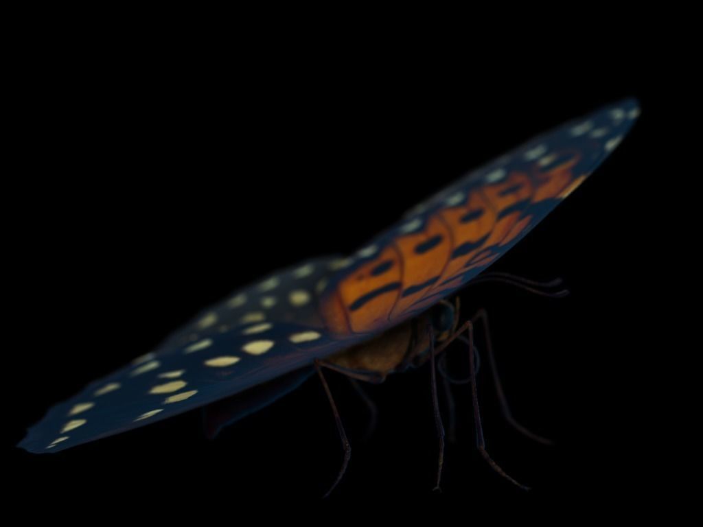 Butterfly Low-poly 3D model_8