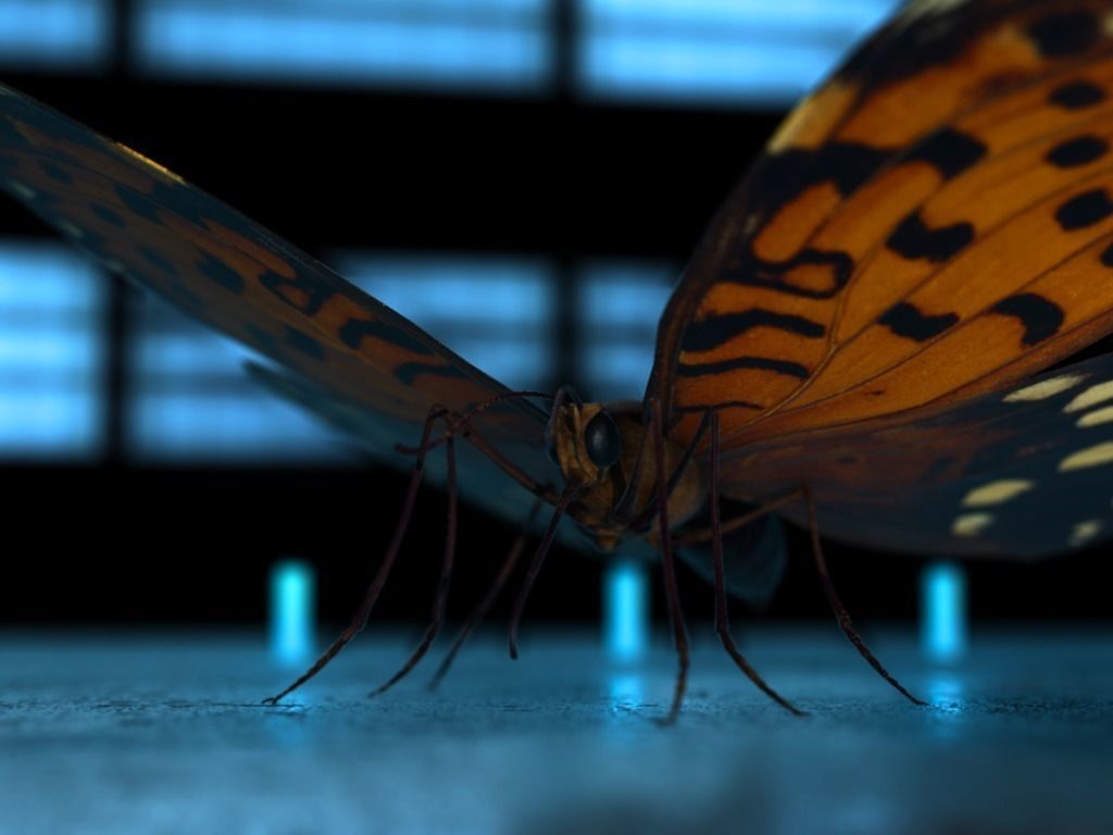 Butterfly Low-poly 3D model_23