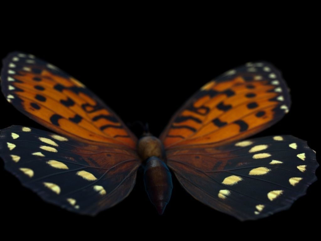 Butterfly Low-poly 3D model_7