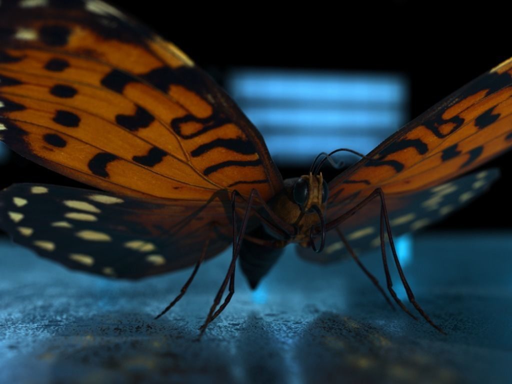 Butterfly Low-poly 3D model_22